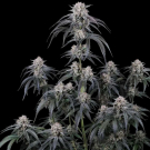 Mango Frost Auto