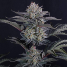 Mendo Frost Auto