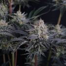 Mendo Frost Auto