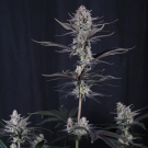 Mendo Guava Auto