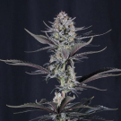 Mendo Guava Auto