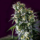 NL5 Skunk Regular