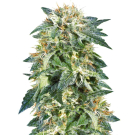 NL5 Skunk Regular