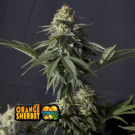 Orange Sherbet FF