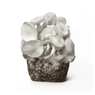 MAC Galactic Mushroom Spawn