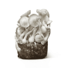 MAC Galactic Mushroom Spawn