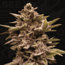 Pure Lemon Cherry