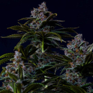 Purple Lemonade FF