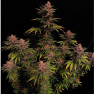 Purple Lemonade FF