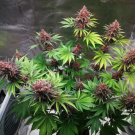 Purple Lemonade FF