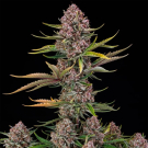 Purplenade XXL Auto