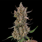Rainbow Breath Auto
