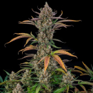 Rainbow Breath Auto
