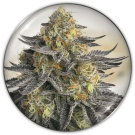 Sanativa CBD Auto