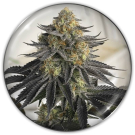 Sanativa CBD Auto