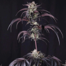 Strawberry Gorilla Auto RF3