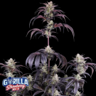 Strawberry Gorilla Auto RF3