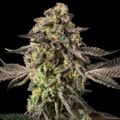 Sugar Rock
