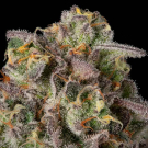 Sugar Rock