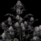 Sundae Frost Auto