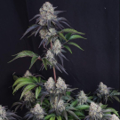 Sundae Frost Auto