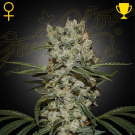 Super Silver Haze Green House