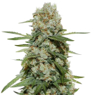 Super Silver Haze Green House