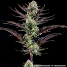 Thin Mint Frosting F1