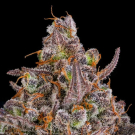Triangle Kush Auto