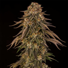 Tropical Velvet Fast CBD