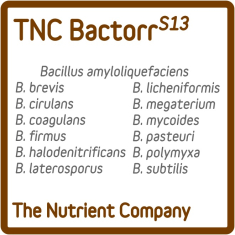 BactorrS13 Bacterias Beneficiosas para cultivo de TNC