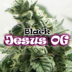 Black Jesus OG Feminizada Dr. Underground