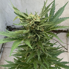 Girl Scout Cookies Auto a granel