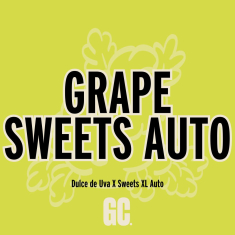 Grape Sweets Auto de Grand Cru Genetics