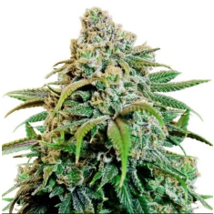 Pink Champagne a Granel - Growlobby