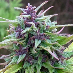 Semillas de marihuana feminizadas Purple CBD