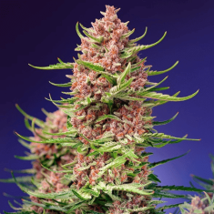 Strawberry Cola Sherbet F1 Fast Version Sweet Seeds