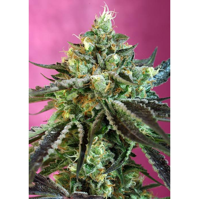 Sweet Nurse Auto CBD