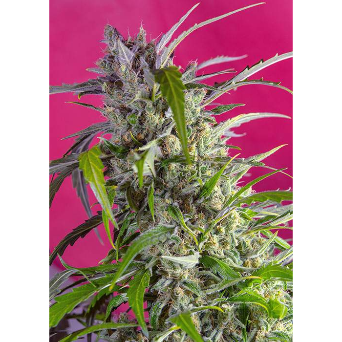 Crystal Candy Auto