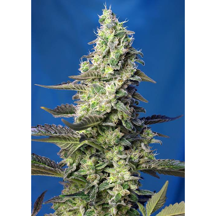 Green Poison XL Auto