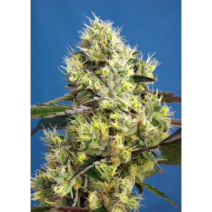 Sweet Gelato Auto