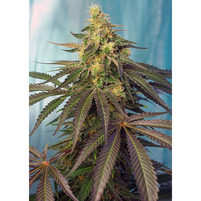 Cream Caramel CBD