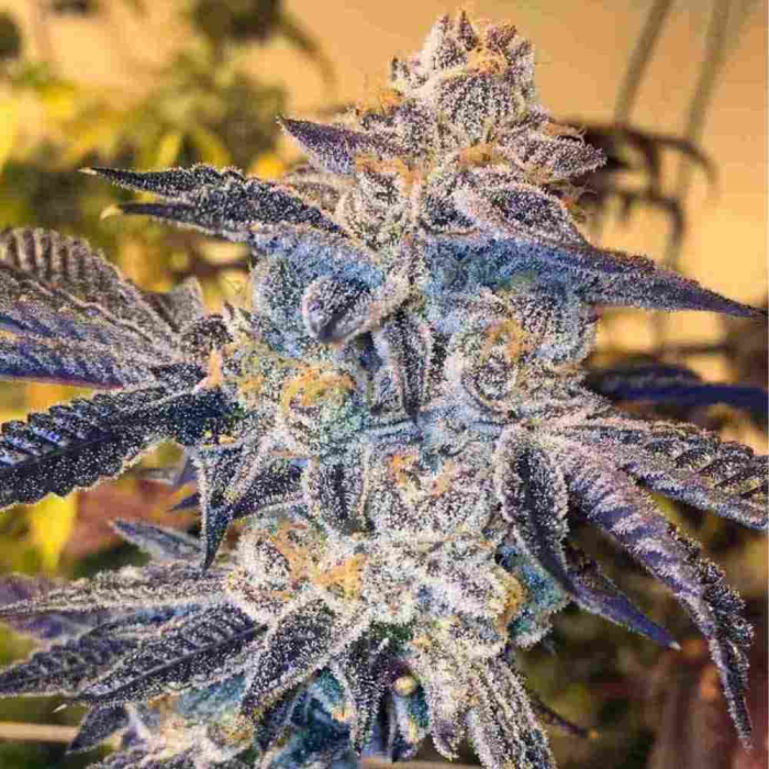 Thin Mint Cookies Thin Mint Cookies