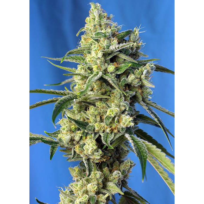Sweet Amnesia Haze