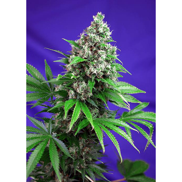 Killer Kush F1 Fast Version
