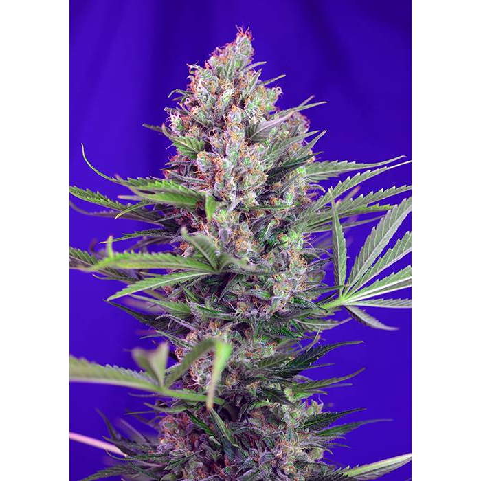Cream Mandarine F1 Fast Version