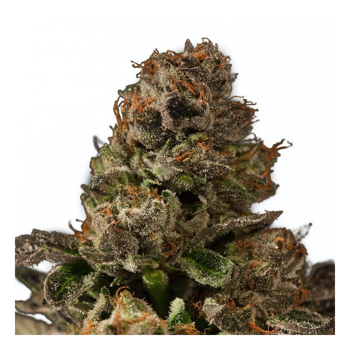 Strawberry Sour Diesel