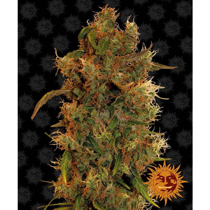 8 Ball Kush 8 Ball Kush