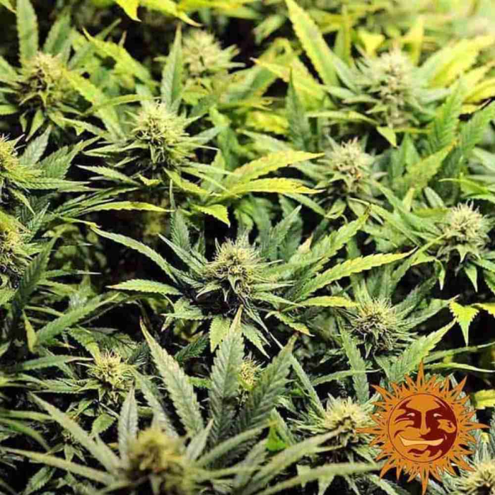 Acapulco Gold