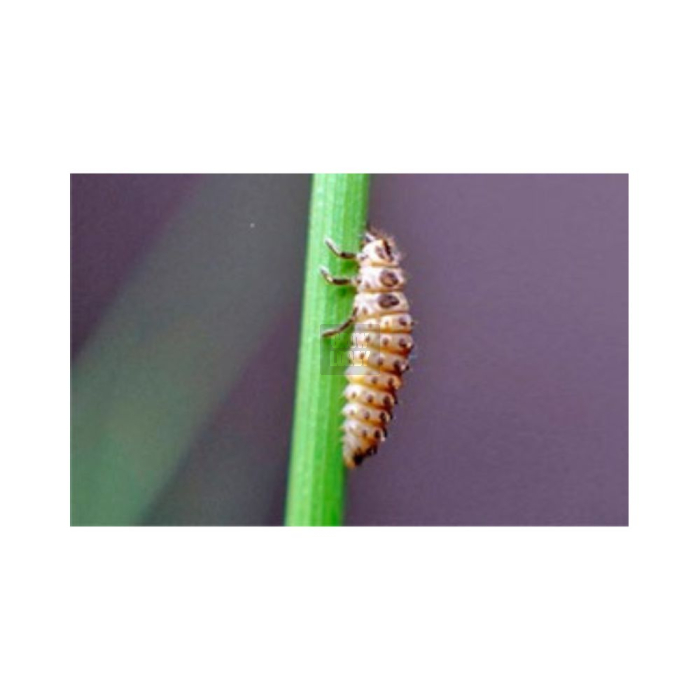 ADALIAcontrol 250 Larvas (Adalia Bipunctata)